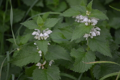 Lamium album