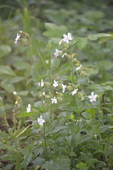 Silene latifolia