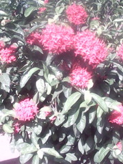 Ixora