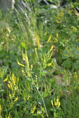 Melilotus officinalis