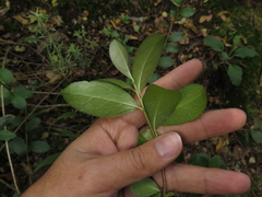 Symplocos theiformis