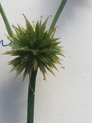 Juncus pusillus