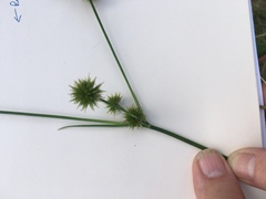 Juncus pusillus