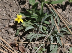Viola pinetorum