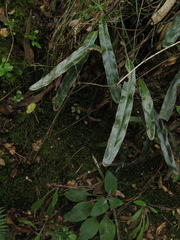 Elaphoglossum cuspidatum