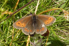 Erebia epiphron