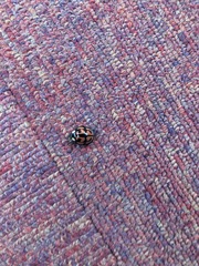 Aiolocaria hexaspilota