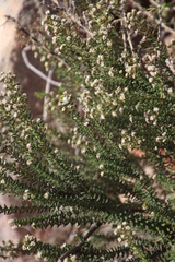 Phylica parviflora