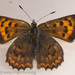 Tharsalea mariposa charlottensis - Photo (c) M. Goff, osa oikeuksista pidätetään (CC BY-NC-SA), lähettänyt M. Goff