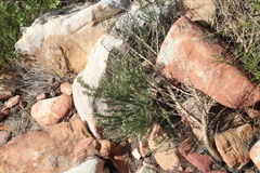 Phylica parviflora