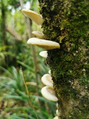 Conchomyces bursiformis