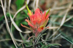 Castilleja lindheimeri