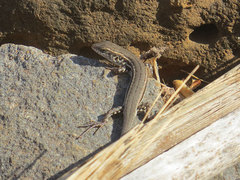 Chioninia spinalis