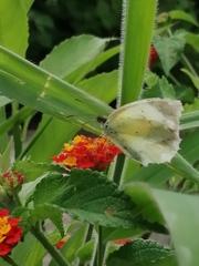 Eurema daira