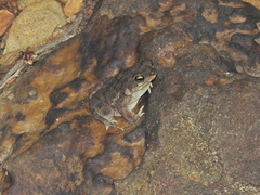 Rhinella mirandaribeiroi