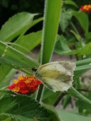 Eurema daira