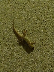 Tarentola mauritanica mauritanica