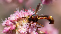 Physocephala marginata