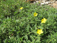 Tribulus cistoides