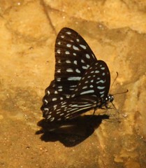 Graphium megarus
