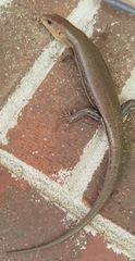 Plestiodon laticeps