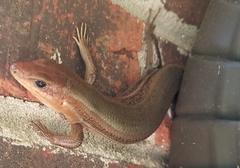 Plestiodon laticeps