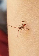 Leptoglossus occidentalis