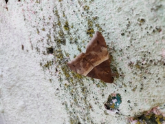 Ophisma