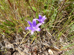 Brodiaea