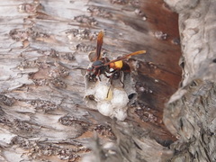 Polistes sagittarius