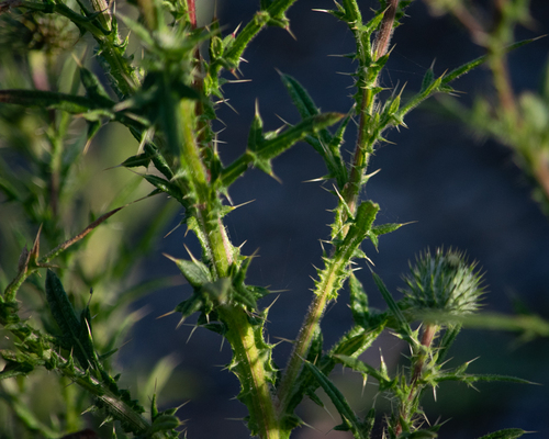 Cirsium vulgare