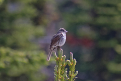 Passerella iliaca olivacea