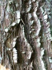 Erythrina excelsa