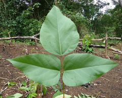 Erythrina excelsa
