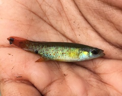 Fundulus chrysotus