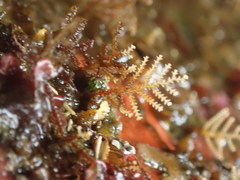 Abietinaria