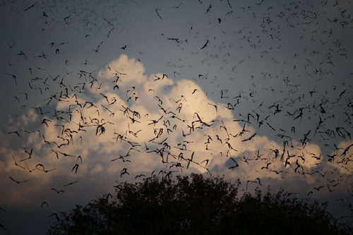 Mexican Free-tailed Bat photographed in Texas