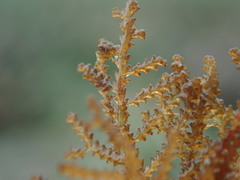Abietinaria