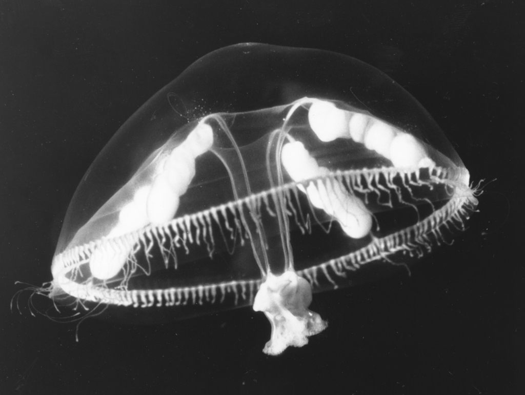 Umbrella Jelly