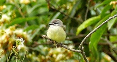 Phyllomyias griseiceps