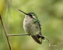 Chlorostilbon gibsoni