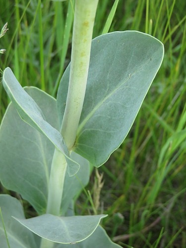 large-flowered beardtongue