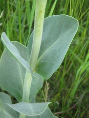 Penstemon grandiflorus