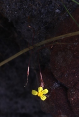 Osteospermum ciliatum