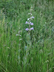 Penstemon grandiflorus