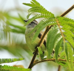 Phyllomyias griseiceps