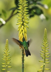 Chalybura buffonii