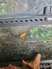 Phyllobates terribilis