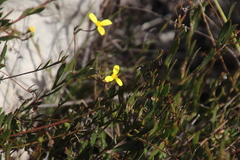 Osteospermum ciliatum