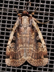 Eueretagrotis sigmoides